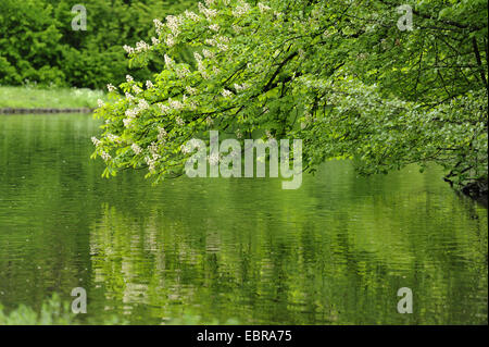 common horse chestnut (Aesculus hippocastanum), spreading its blooming branches over a lake, Germany, Bavaria Stock Photo