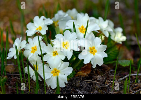 true English primrose (Primula acaulis, Primula vulgaris), white primrose Stock Photo