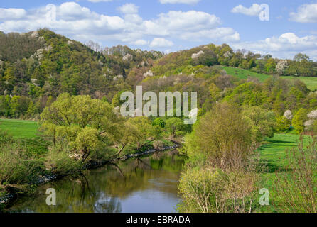 Sieg River flood plains and blooming cherry trees on hills in spring, Germany, North Rhine-Westphalia, Blankenberge Stock Photo