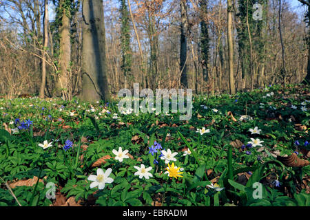 wood anemone (Anemone nemorosa), river flood plain in spring with flowering , Germany Stock Photo