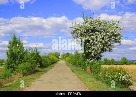 hawthorn, white thorn, hawthorns (Crataegus spec.), asphalted field path with blooming hawthorn in spring, Germany Stock Photo