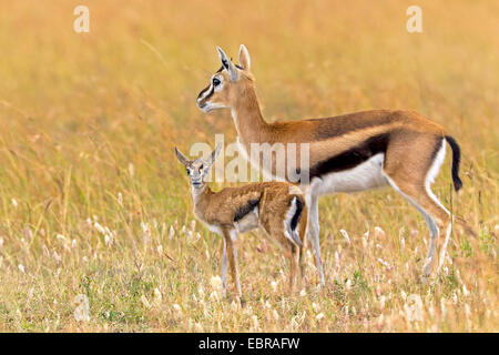 Thomson's gazelle (Gazella thomsoni), female with pup, Kenya, Masai Mara National Park Stock Photo