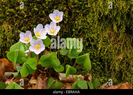 common wood sorrel, wood-sorrel, Irish shamrock (Oxalis acetosella), blooming in front of mossy background, Germany, North Rhine-Westphalia Stock Photo