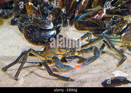 Atlantic lyre crab, great spider crab, toad crab (Hyas araneus), male with mussels Stock Photo