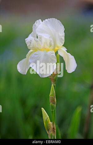 Garden iris, German iris, Bearded iris, Fleur-de-lis (Iris germanica), flower Stock Photo