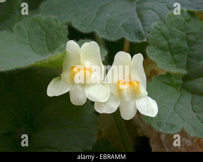 creeping snapdragon (Asarina procumbens), flowers Stock Photo