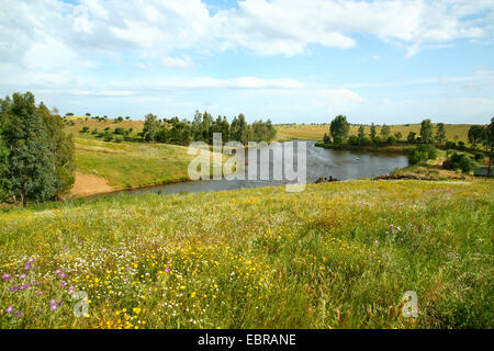 lake in blooming meadows, Portugal, Alentejo Stock Photo