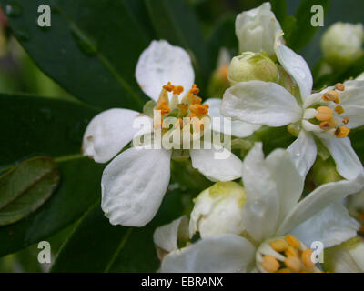 Mexican orange blossom (Choisya ternata), flowers Stock Photo