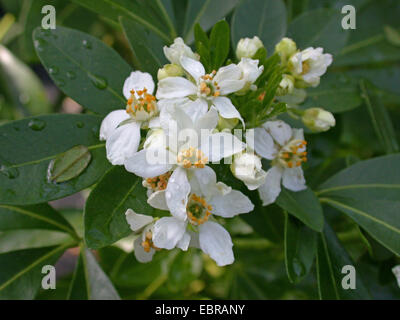 Mexican orange blossom (Choisya ternata), flowers Stock Photo