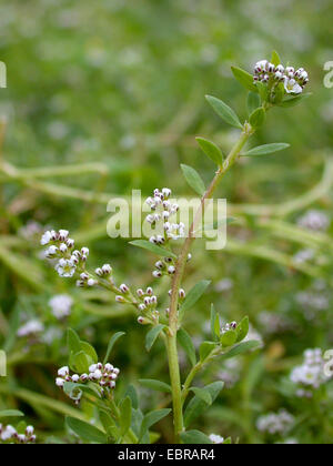 strapwort (Corrigiola litoralis), blooming, Germany Stock Photo