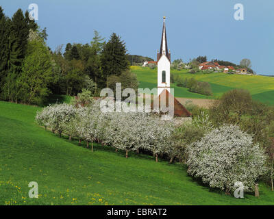 little church at the Alpine foreland among meadows of blooming fruit trees, Germany, Bavaria Stock Photo