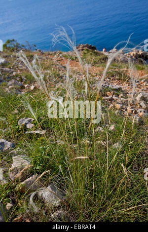 feather grass (Stipa pennata), blooming, Croatia, Istria Stock Photo