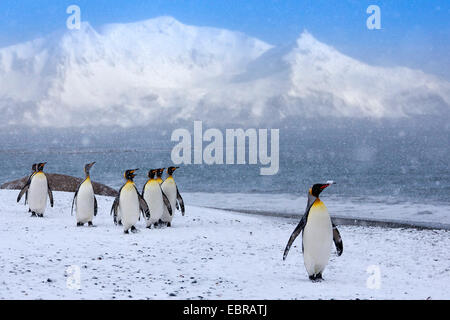 king penguin (Aptenodytes patagonicus), group in heavy snowfall, Antarctica, Suedgeorgien, St. Andrews Bay Stock Photo