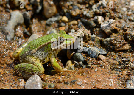 marsh frog, lake frog (Rana ridibunda, Pelophylax ridibundus), sits on the shore, Turkey, Dalyan Stock Photo