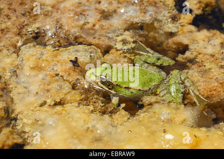 marsh frog, lake frog (Rana ridibunda, Pelophylax ridibundus), in shallow water, Turkey, Dalyan Stock Photo