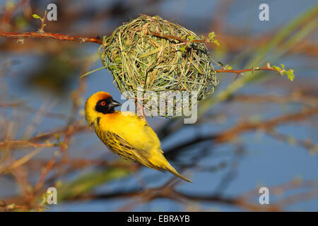 African masked weaver (Ploceus velatus), male building the nest, South Africa, Barberspan Bird Sanctury Stock Photo