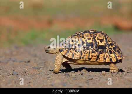 Leopard tortoise (Stigmochelys pardalis, Geochelone pardalis), walking, South Africa, Pilanesberg National Park Stock Photo