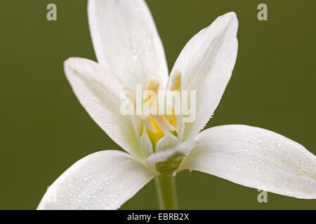 star-of-bethlehem (Ornithogalum spec.), flower Stock Photo