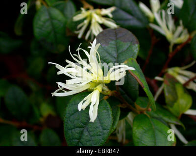 Chinese fringe flower (Loropetalum chinense), blooming Stock Photo