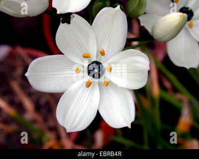 Star-of-Bethlehem (Ornithogalum arabicum), flower Stock Photo