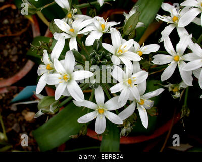 Star-of-Bethlehem (Ornithogalum platyphyllum), in a flower pot Stock Photo