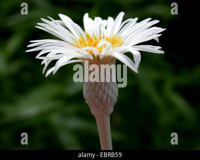 Marlborough rock daisy (Pachystegia insignis, Olearia insignis), blooming Stock Photo