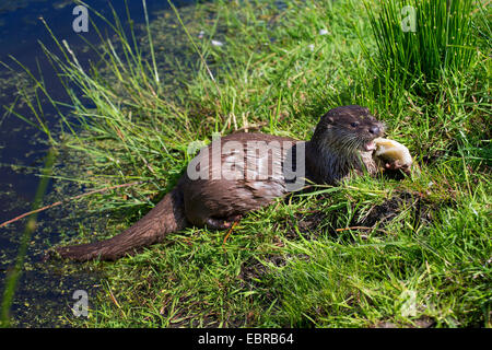 European river otter, European Otter, Eurasian Otter (Lutra lutra), eating a captured fish, Germany Stock Photo