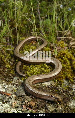 Eastern slow worm, blindworm, slow worm (Anguis fragilis colchica, Anguis colchica), female winding on the ground, Bulgaria, Biosphaerenreservat Ropotamo Stock Photo