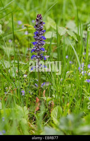 Common bugle, Creeping bugleweed (Ajuga reptans), blloming in a meadow, Germany, Bavaria Stock Photo