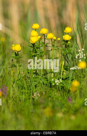 globeflower (Trollius europaeus), blooming, Germany, Bavaria Stock Photo