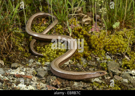 Eastern slow worm, blindworm, slow worm (Anguis fragilis colchica, Anguis colchica), female winding on the ground, Bulgaria, Biosphaerenreservat Ropotamo Stock Photo