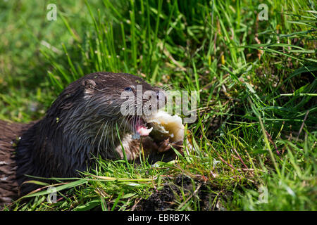 European river otter, European Otter, Eurasian Otter (Lutra lutra), eating a captured fish, Germany Stock Photo