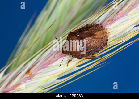 Shield-back bug (Eurygaster maura), rye grain, Germany Stock Photo