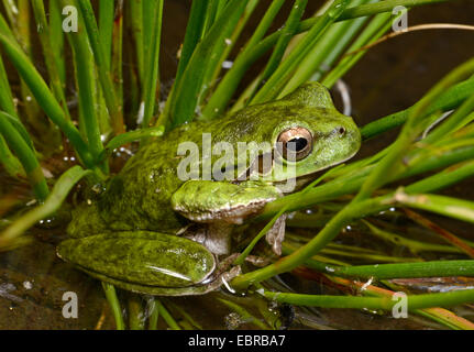Sardinian tree frog, Tyrrhenian tree frog (Hyla sarda), on water plant, France, Corsica Stock Photo