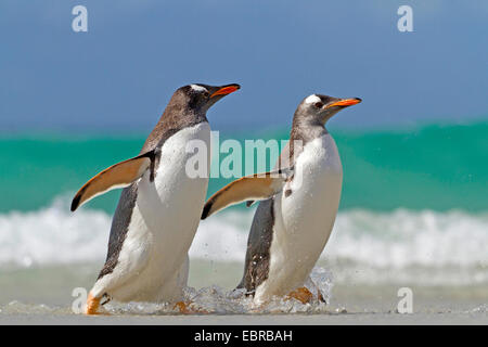 gentoo penguin (Pygoscelis papua), two penguins going on shore, Antarctica, Falkland Islands Stock Photo