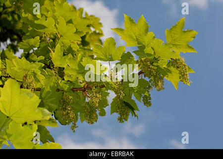 sycamore maple, great maple (Acer pseudoplatanus), blooming branch against blue sky, Germany Stock Photo
