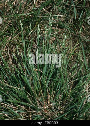 heath-grass (Danthonia decumbens), blooming, Germany Stock Photo
