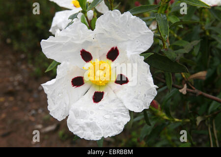 Gum Cistus, Gum Rockrose (Cistus ladanifer), flower, Portugal Stock Photo