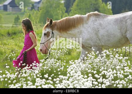Criollo horse (Equus przewalskii f. caballus), young girl walking a horse through high cotton grass, Germany Stock Photo
