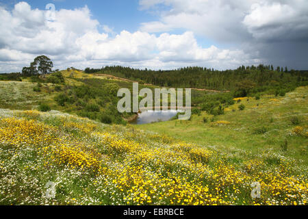 flower meadow and pond, Portugal, Alentejo Stock Photo