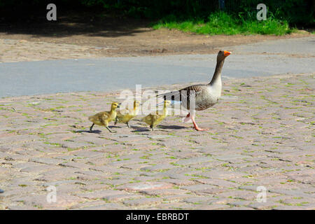 greylag goose (Anser anser), adult and chicks crossing a street, Germany Stock Photo