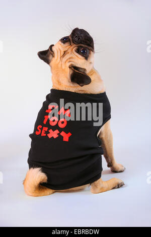 Pug (Canis lupus f. familiaris), wearing a T-shirt Stock Photo