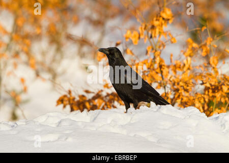 Carrion crow (Corvus corone, Corvus corone corone), in front of autumn leaves in snow, Switzerland, Sankt Gallen Stock Photo