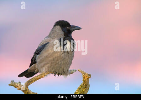 Hooded crow (Corvus corone cornix, Corvus cornix), sitting on a branch, Norway, Trondheim Stock Photo