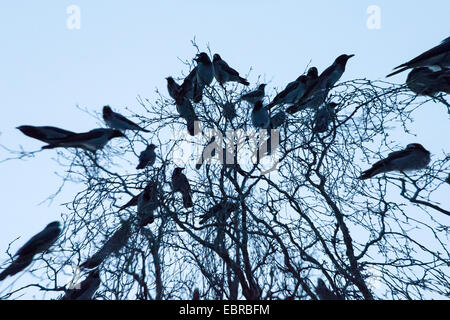 Hooded crow (Corvus corone cornix, Corvus cornix), carrion crows in sleeping tree, Norway, Troms, Tromsoe Stock Photo