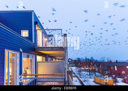 Hooded crow (Corvus corone cornix, Corvus cornix), flying flock over a settlement area in the dusk, Norway, Troms, Tromsoe Stock Photo