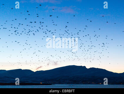 Hooded crow (Corvus corone cornix, Corvus cornix), flying flock in the dusk, Norway, Troms, Tromsoe Stock Photo