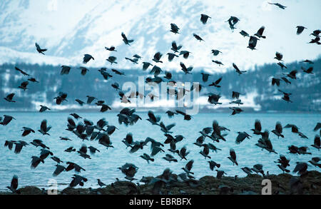 Hooded crow (Corvus corone cornix, Corvus cornix), flying flock at the beach in the dusk, Norway, Troms, Tromsoe Stock Photo