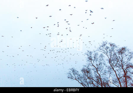 Hooded crow (Corvus corone cornix, Corvus cornix), flying flock in the dusk, Norway, Troms, Tromsoe Stock Photo