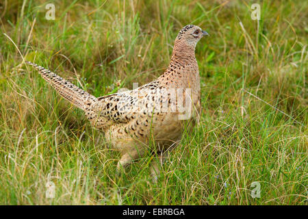 common pheasant, Caucasus Pheasant, Caucasian Pheasant (Phasianus colchicus), female on dunes, Netherlands, Texel Stock Photo